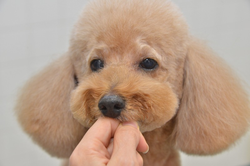 経験豊富なトリマーによる施術