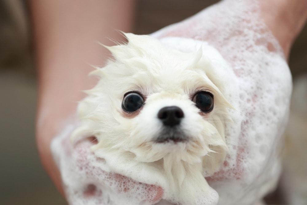 オリジナルのシャンプー剤を使用