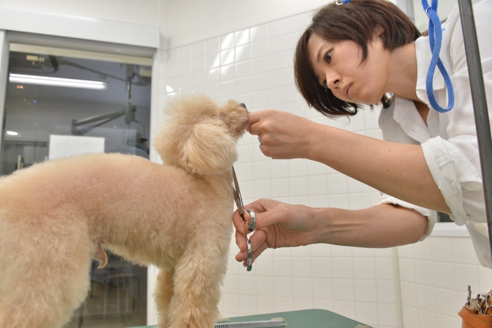 Toyama（チーフトリマー）