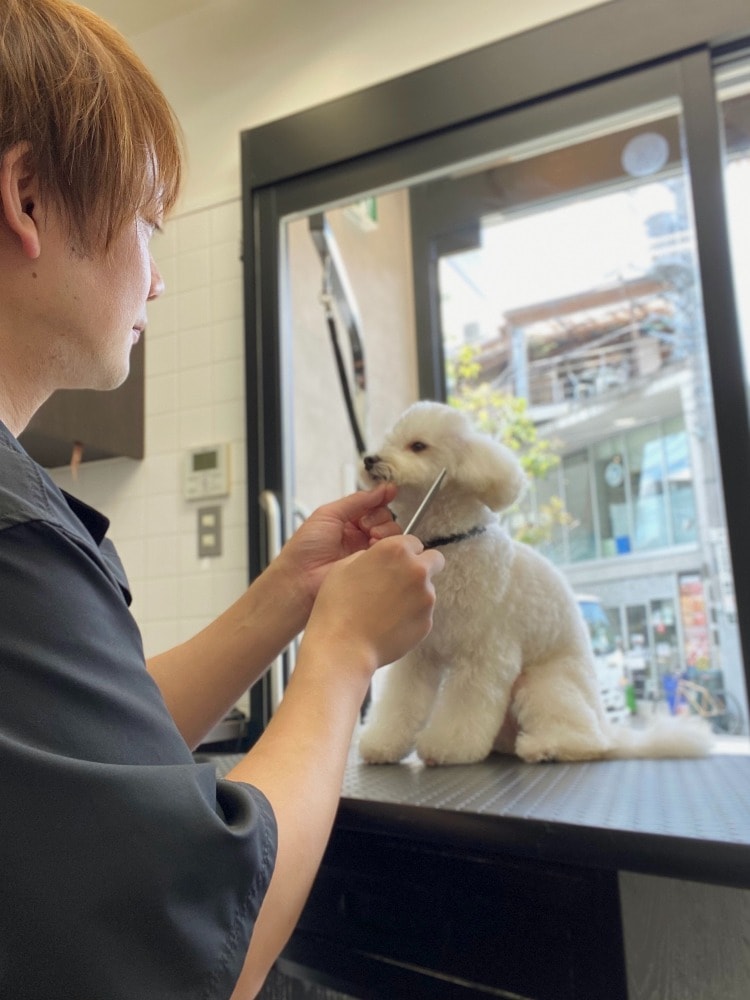 Tomita（トリマー）