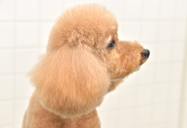 Mercury Dogについて