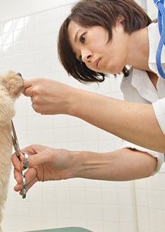 Tooyama（チーフトリマー）