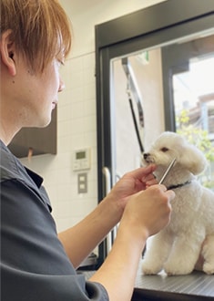 Tomita（トリマー）