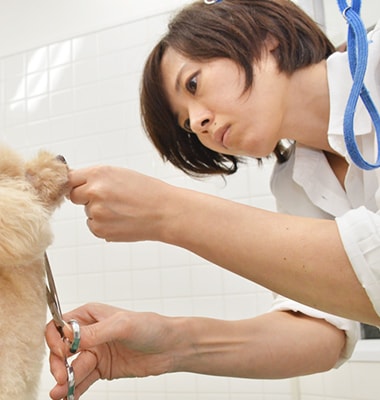 Tooyama（チーフトリマー）